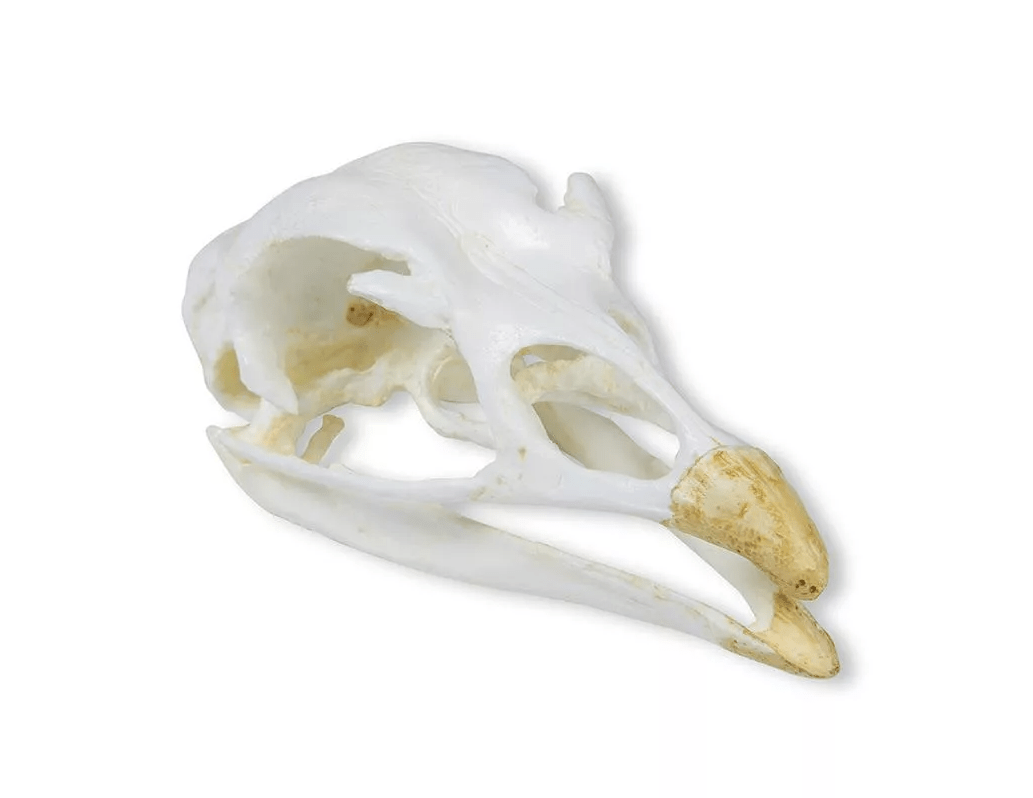 Schädel Truthahn - Erler - Zimmer